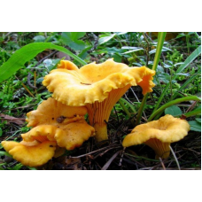 Мицелий Лисички желтой / Лисичка обыкновенная (Cantharellus cibarius)